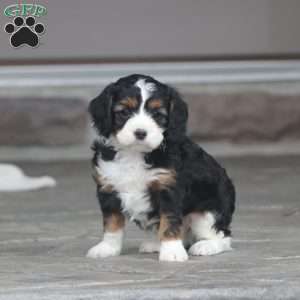 Chief, Cavapoo Puppy